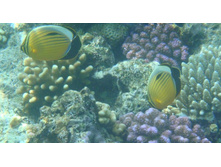 ����������� ���� �������