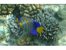 ����������� �����