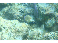 ����� ���� :))