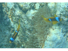 ����� ���� :)