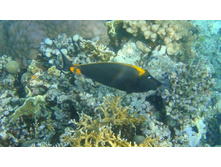 ������������� ���� �������