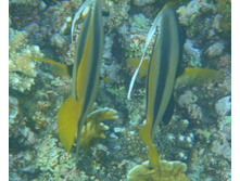 ������������ ���� �������