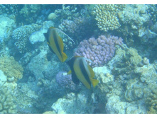 ������������ ���� �������