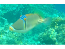 ����-�������