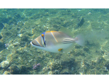 ����-�������