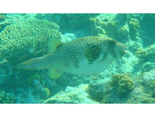 ��������� ���� ���