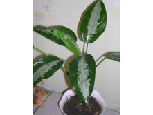 ��������� ������ ����� 80/17 - 490���.