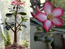 ������� ������ - ��������� ����. 50/13 - 390���.