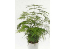 ��������� ���� 45/13 - 160���.