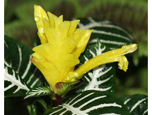 ��������� ����� 