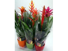 �������� ���� 50/12 - 130���. 55/12 - 180���.