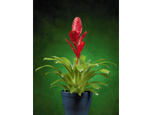 ������� ����. 40/12 - 260���.