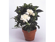 ��������. 25/10 - 90���., 30/13 - 210���.