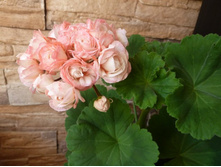 Denise (�������)