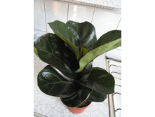 ����� ������ �������- ��  350  ���.