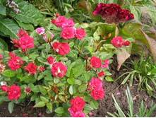 ���� ����