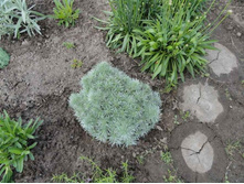 ������ ����