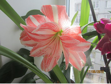 ����������� Dansing Queen (������� ����)  