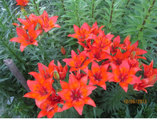 ����� ��������� ����������