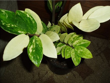 ����������� ������������.jpg