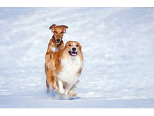 DSC_0008 - �����.jpg