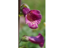 ����������� ���������