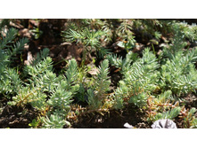 ������ ���������