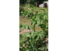 ������ 15 ����))