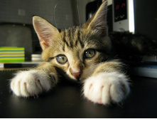 ������-����