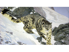 ������� ����   130.0x75.0 �� 1410���