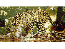 ������   130.0x73.0 �� 1350���