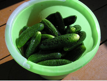 �� �������