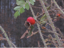 �� �����