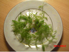 CIMG0671.JPG