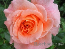 ������� �����