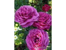 ����� �����