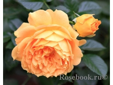 �������-Goldelse