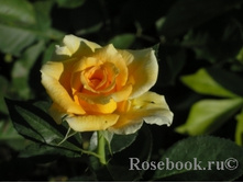 ������ ������