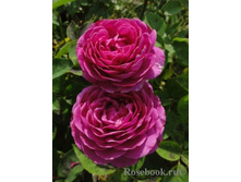 ����� ����