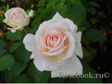 ���� ����� �����