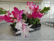 ��������� 3.JPG