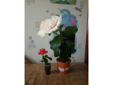 Bride's Bouquet � ��������