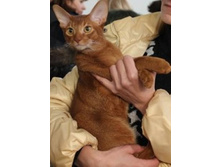 �� 3307437.Izobrazenie_458.jpg