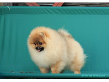 DAMASCUSROAT TELL ME NO LIES