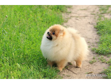 DAMASCUSROAT TELL ME NO LIES