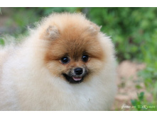 DAMASCUSROAT TELL ME NO LIES