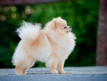 Aljens Sanji of lenette