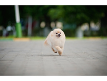 Aljens Sanji of lenette