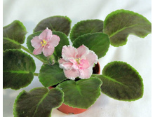 ������� ��������.JPG