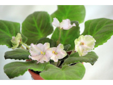 ��-�������� ����.JPG